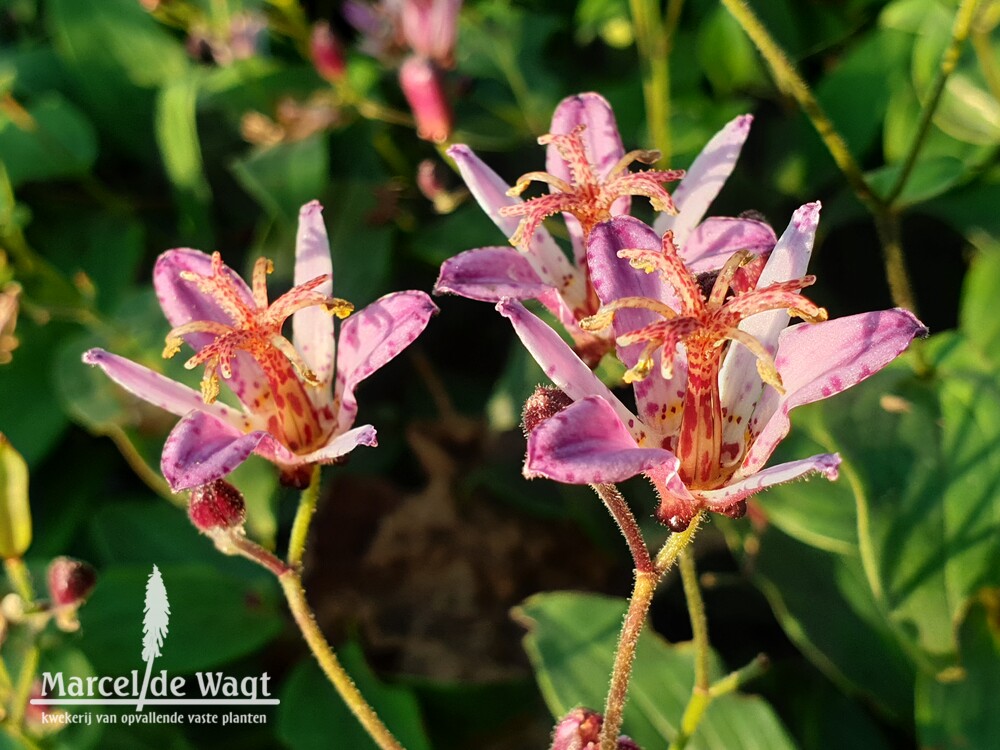 Tricyrtis formosana Seiryu