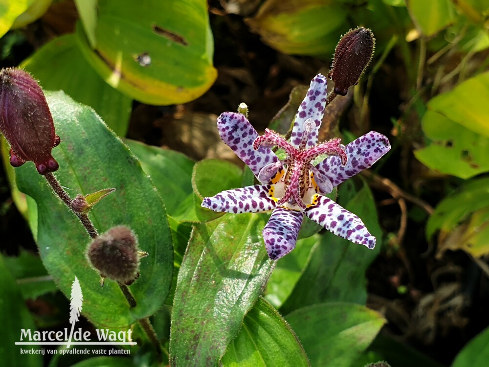 Tricyrtis hirta Miyazaki