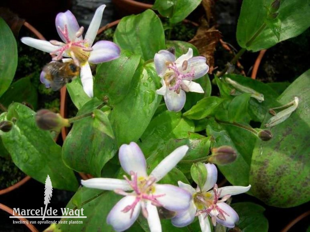 Tricyrtis hirta Tojen