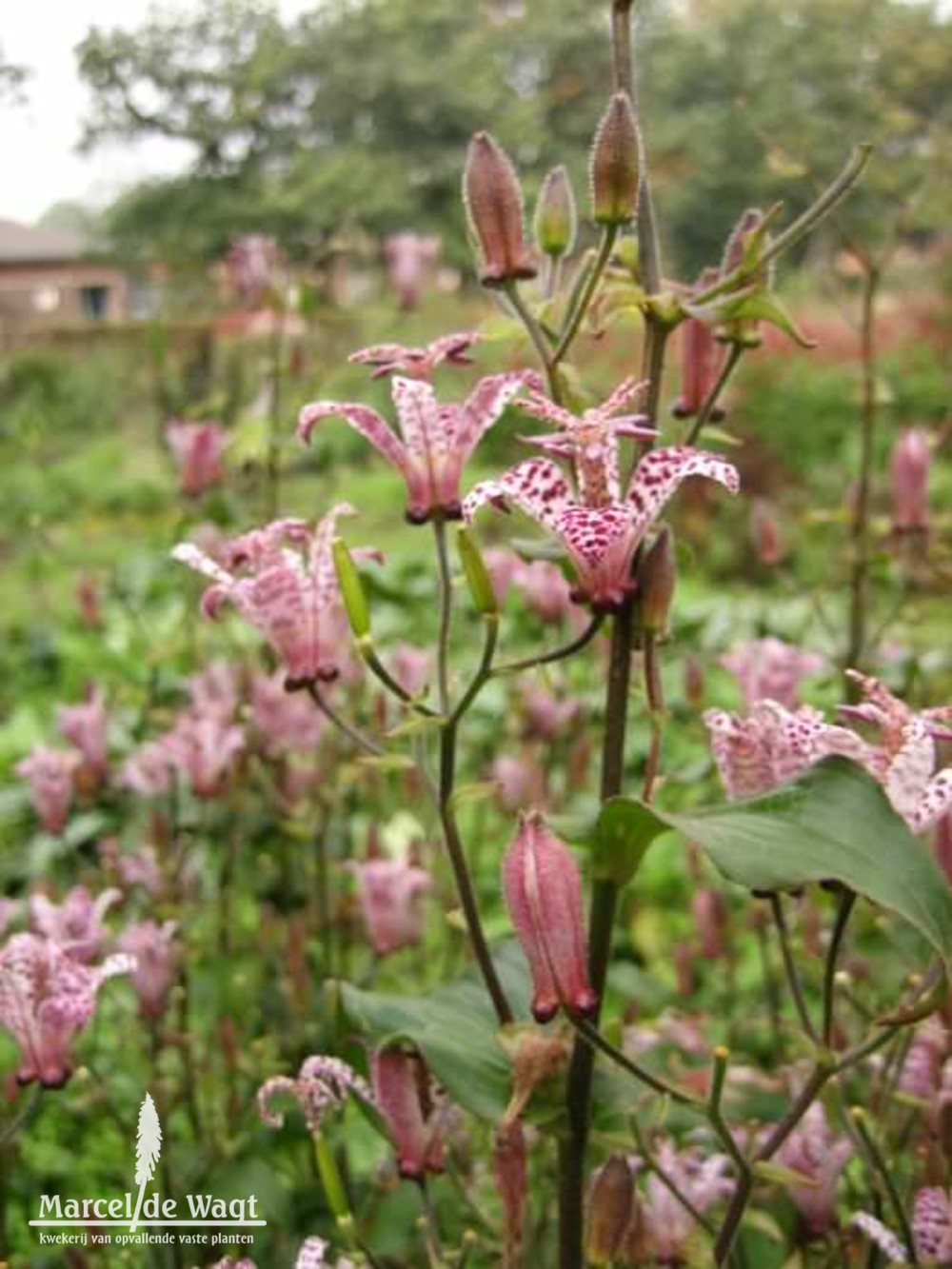 Tricyrtis stolonifera