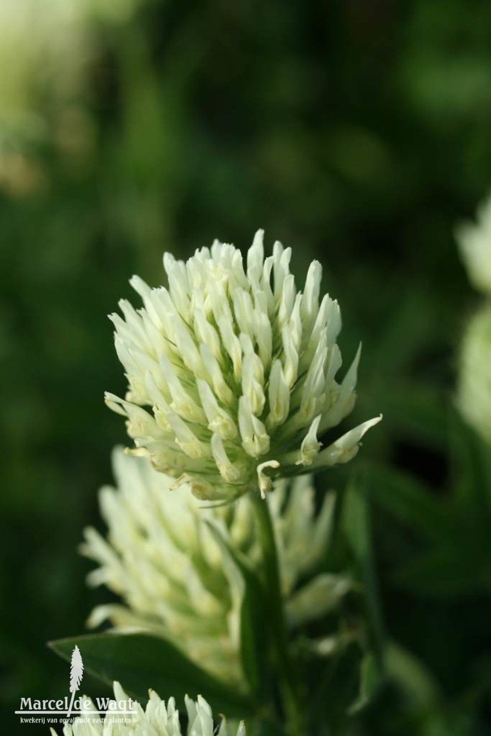 Trifolium ochroleucum