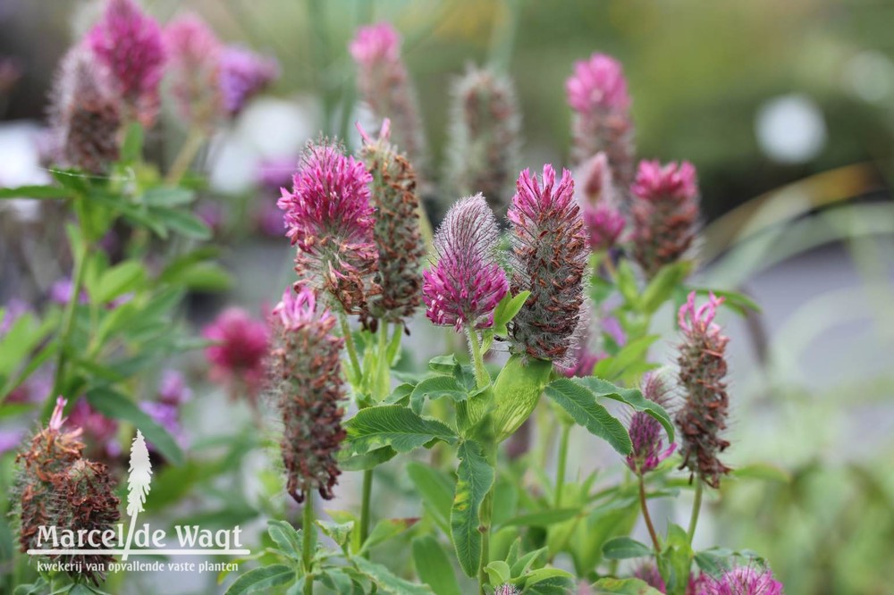 Trifolium rubens