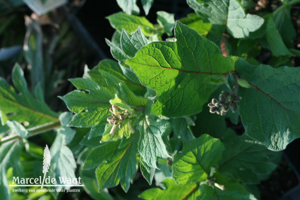 Triostemum pinnatifidum