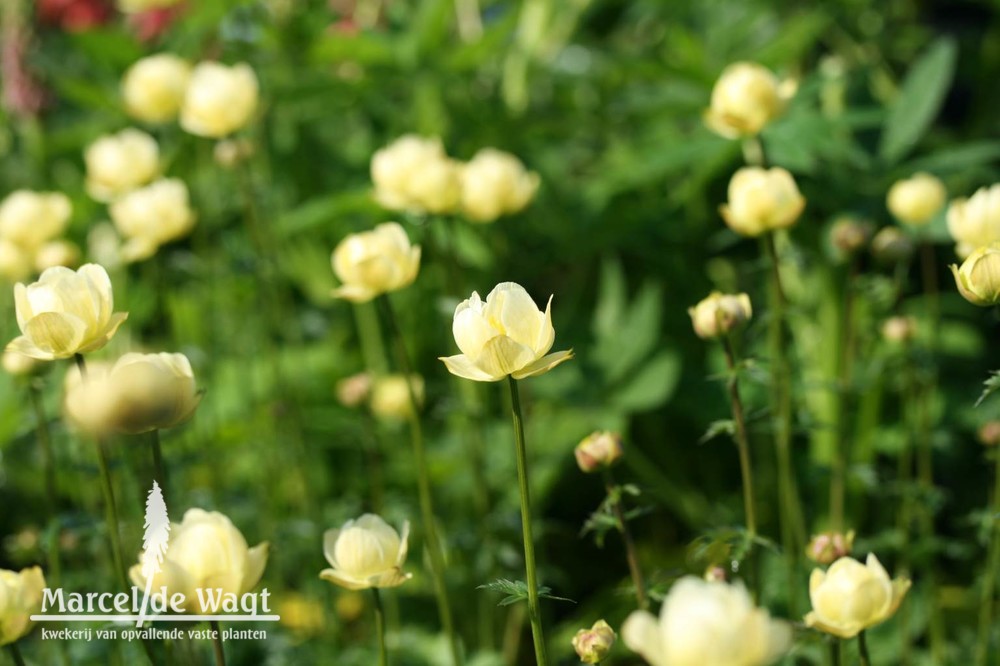 Trollius Cheddar