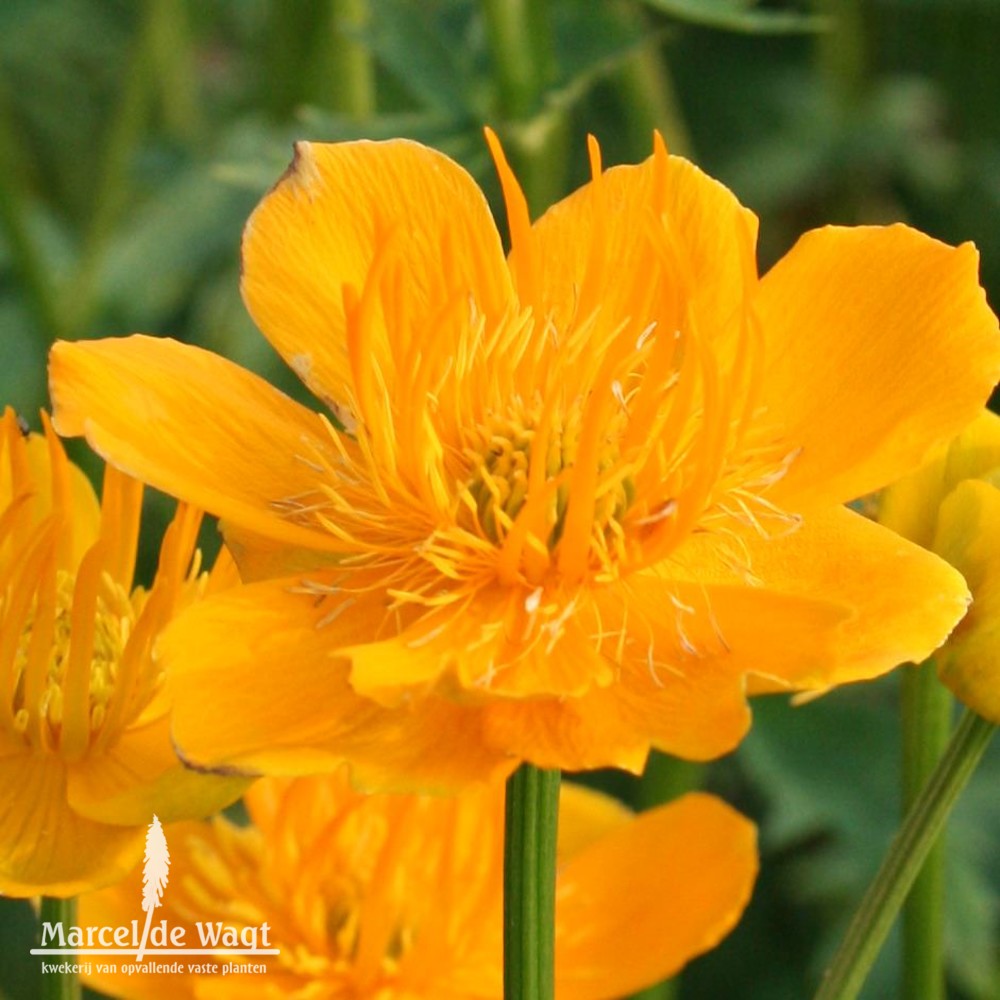 Trollius chinensis Golden Queen