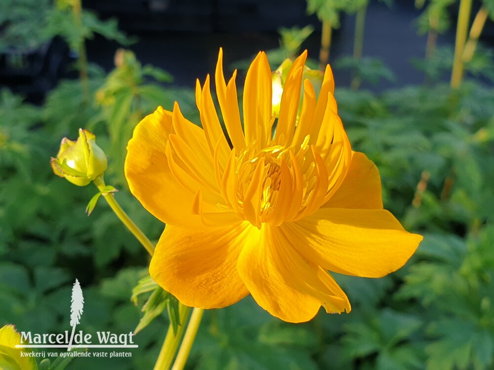 Trollius chinensis macropetalus Oranjegeel