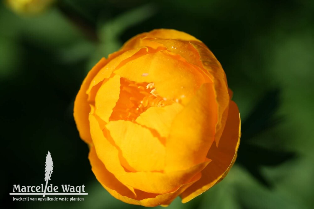Trollius Orange Princess