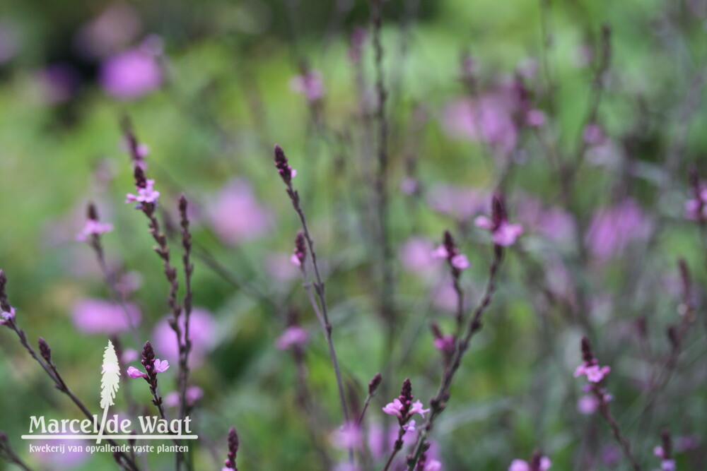 Verbena Bampton