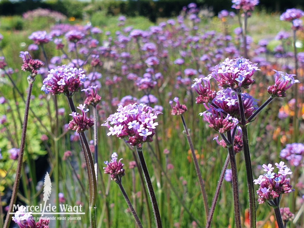 Verbena bonariensis Vanity