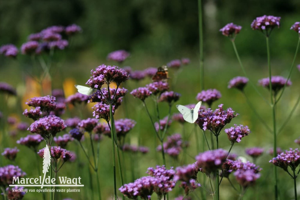 Verbena bonariensis