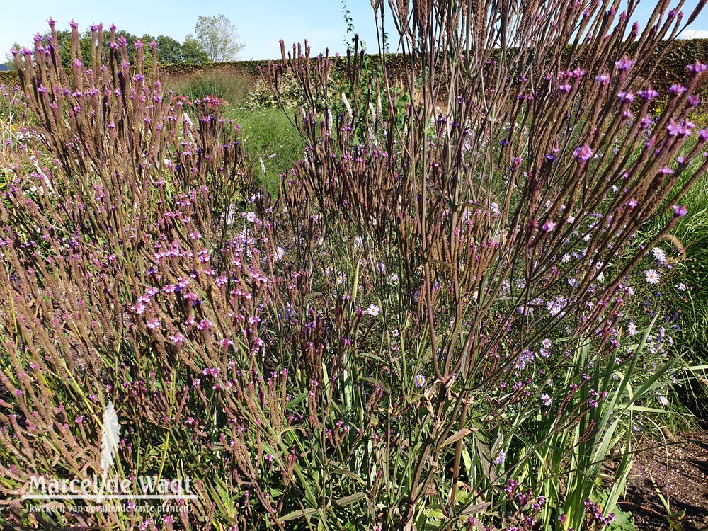Verbena macdougalii Lavender Spires