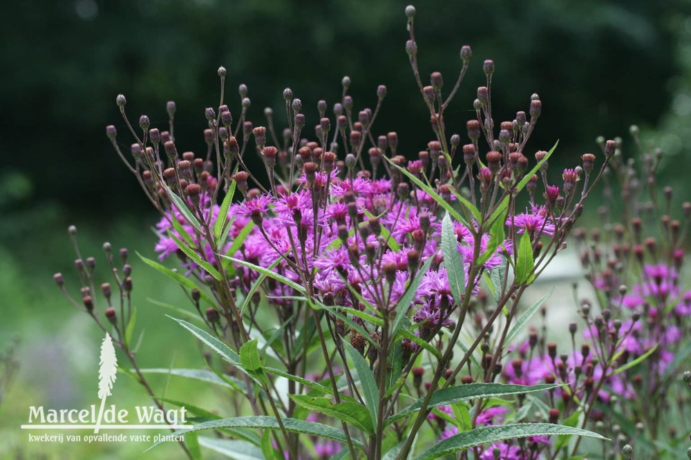 Vernonia arkansana Mammuth