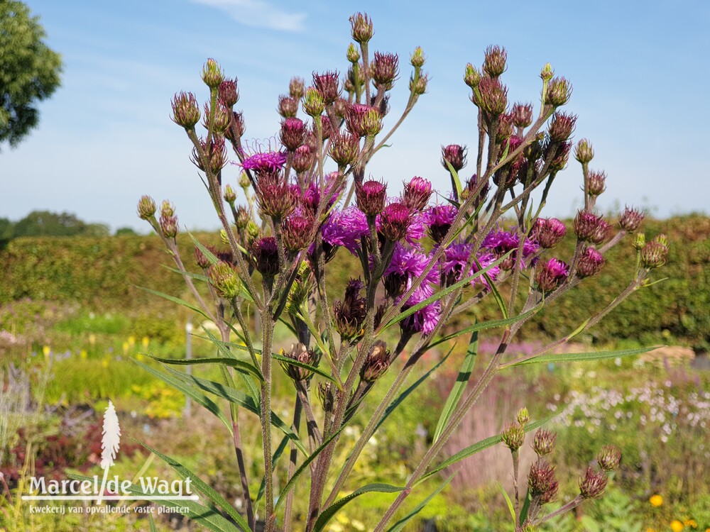 Vernonia glauca