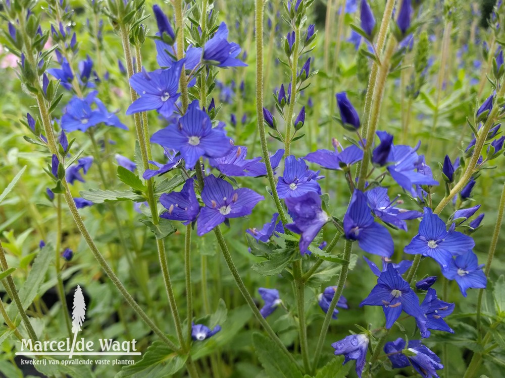 Veronica austriaca teucrium Knallblau