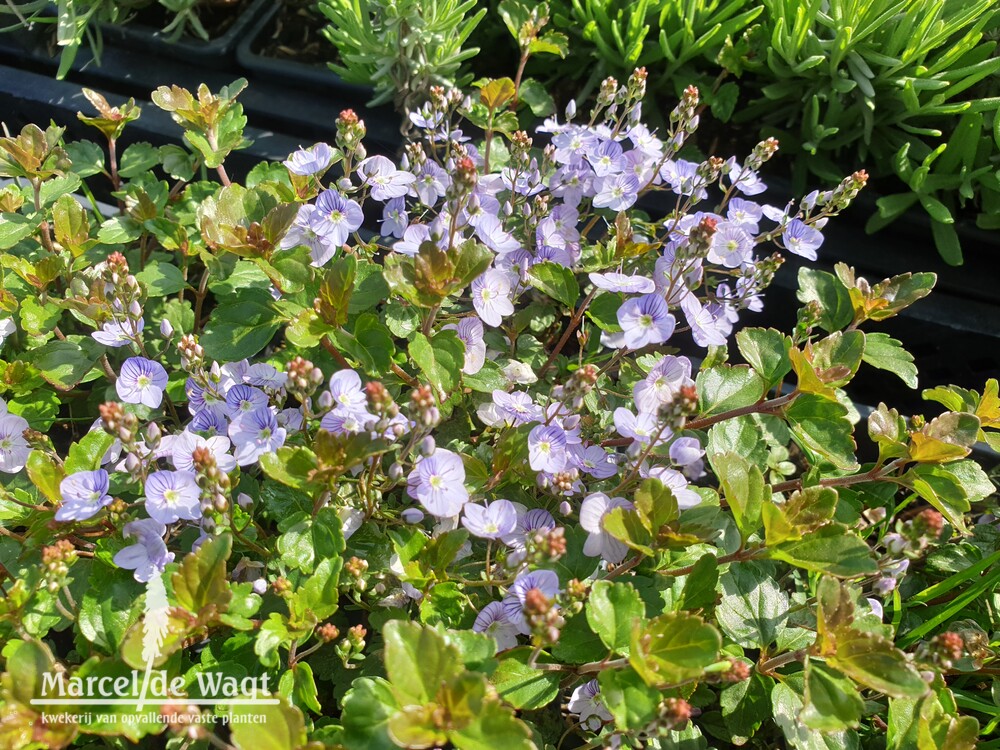 Veronica petraea Madame Merciers