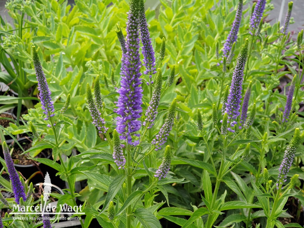 Veronica spicata First Glory