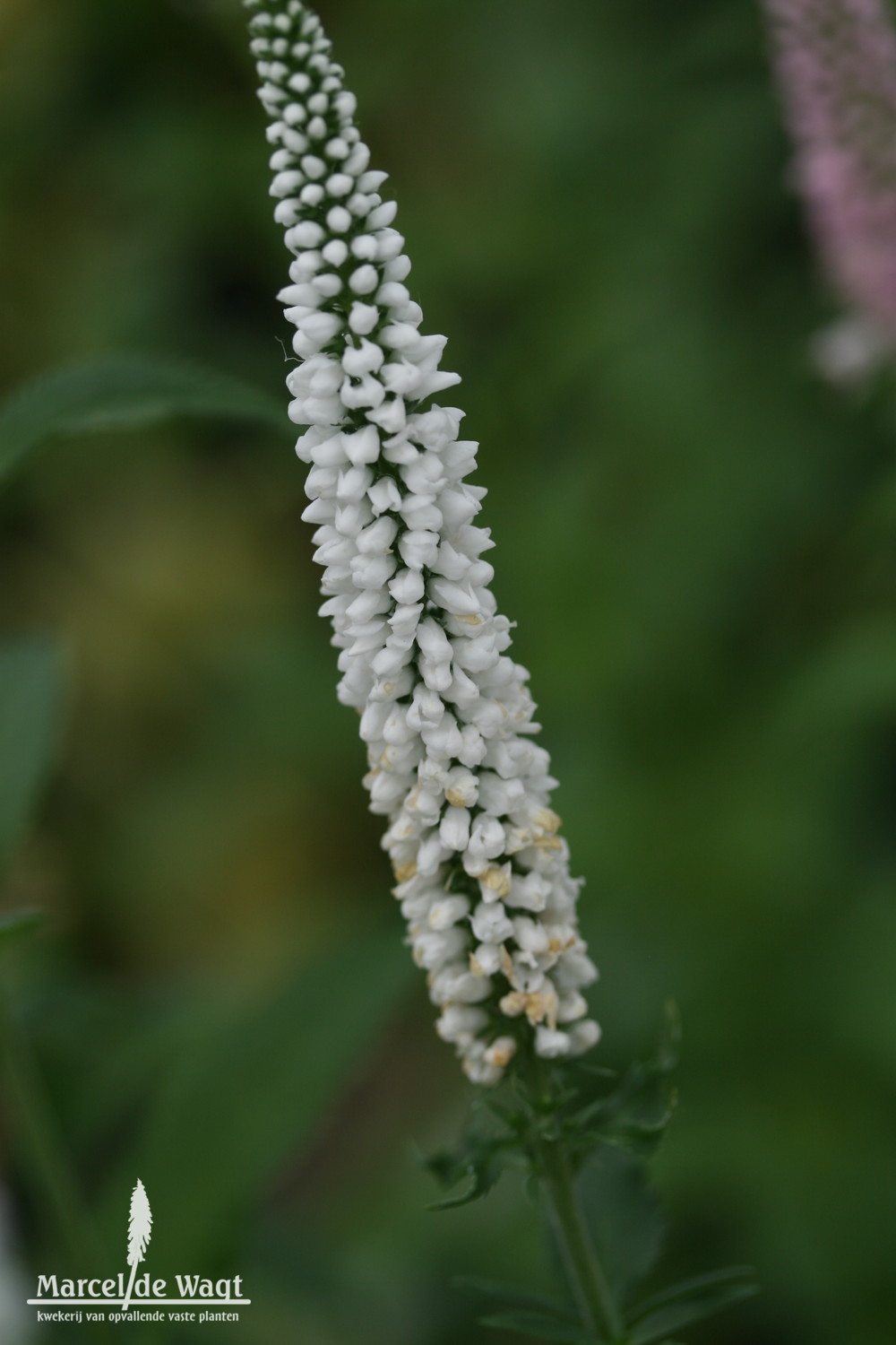 Veronica spicata First Lady