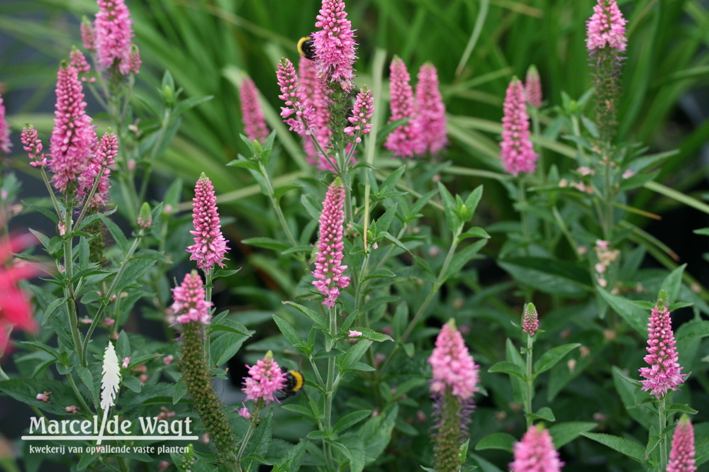 Veronica spicata First Love