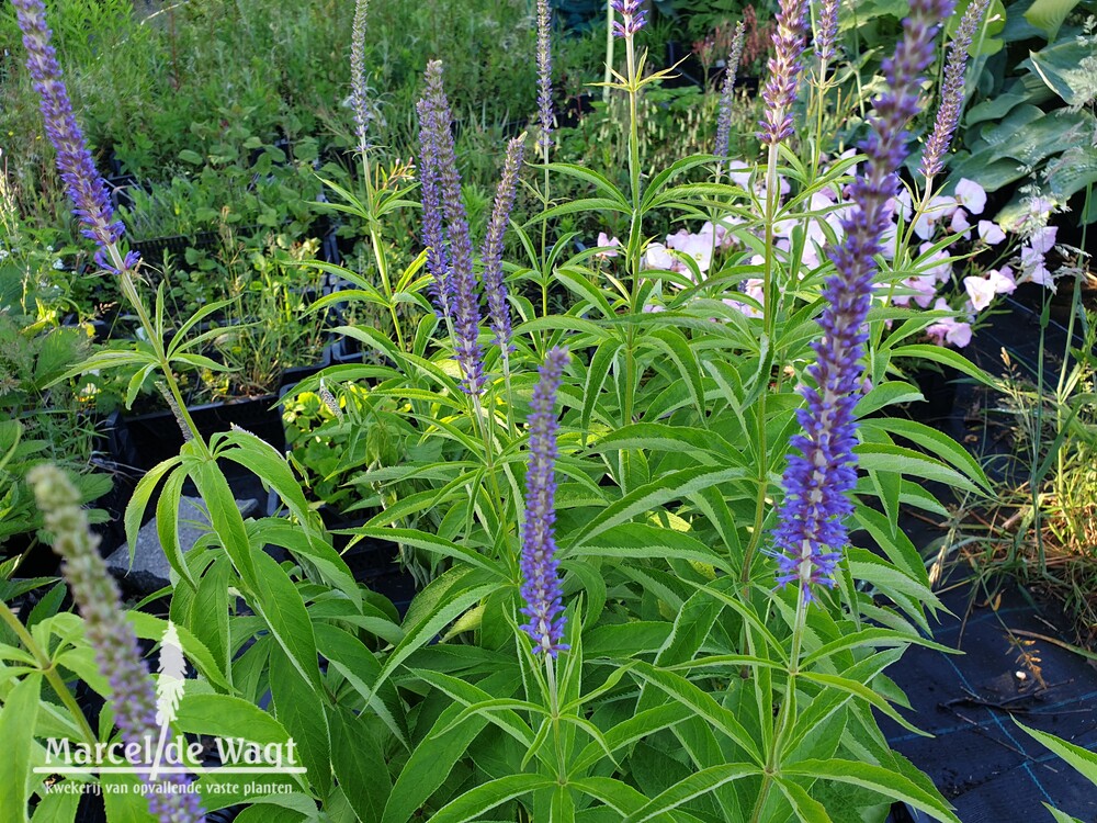Veronicastrum sachalinense Manhattan Skyline
