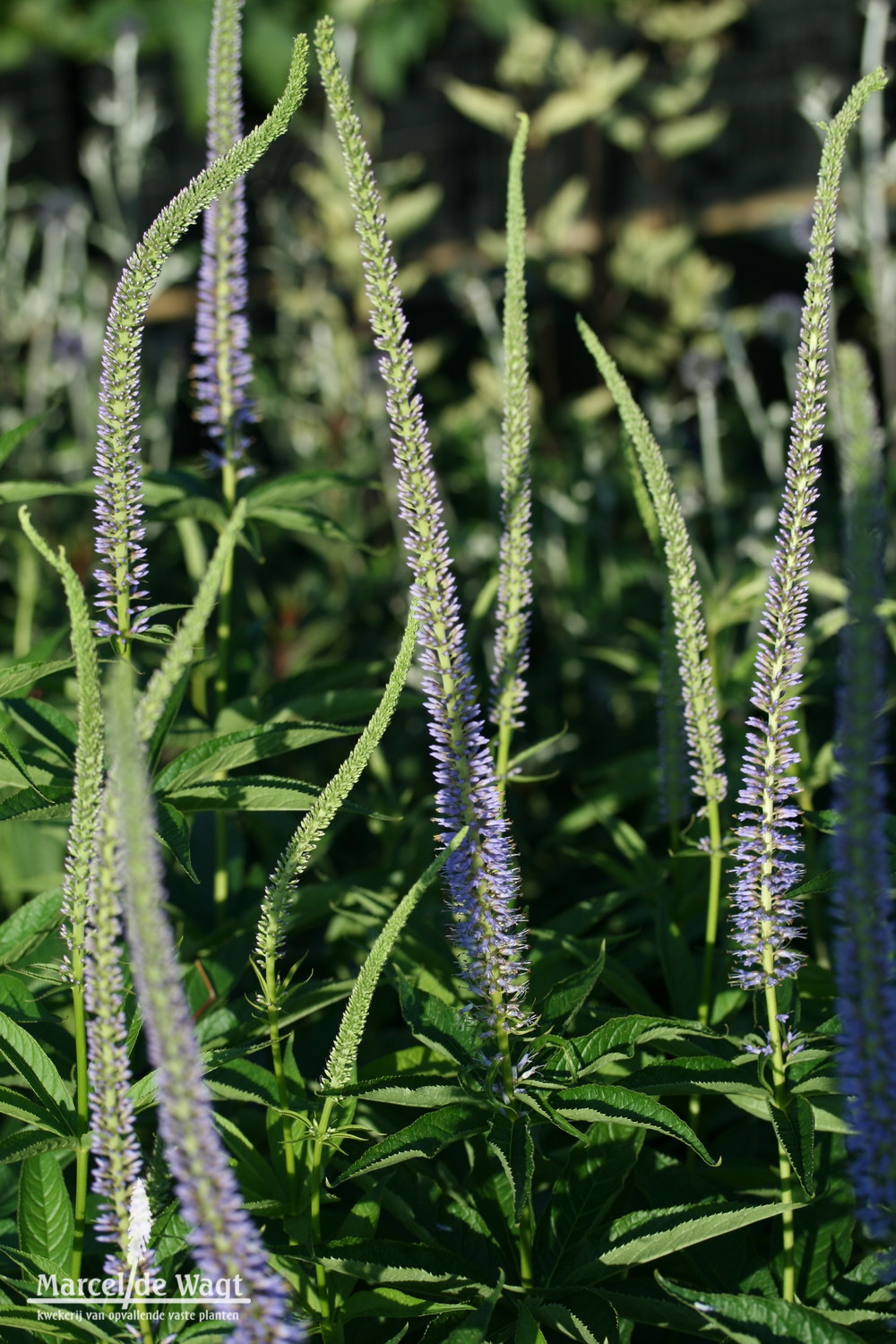 Veronicastrum sibiricum Apollo