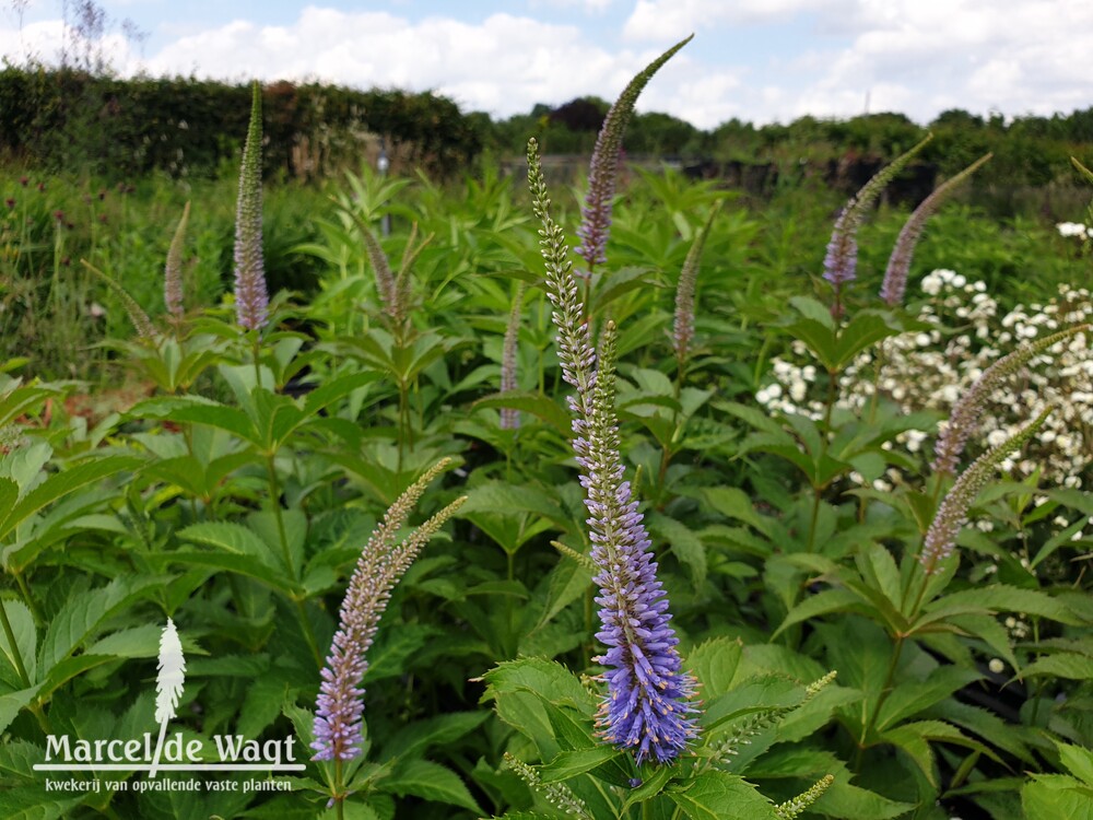 Veronicastrum sibiricum Lapislazuli