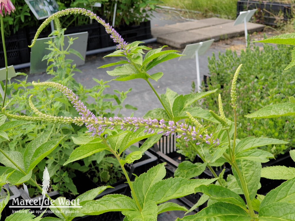 Veronicastrum sibiricum Okamoto