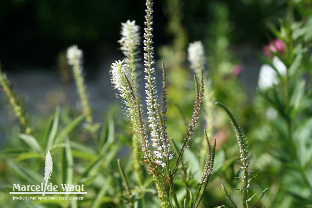 Veronicastrum sibiricum Spring Dew