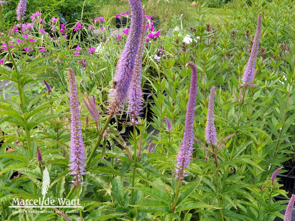 Veronicastrum virginicum Cupid