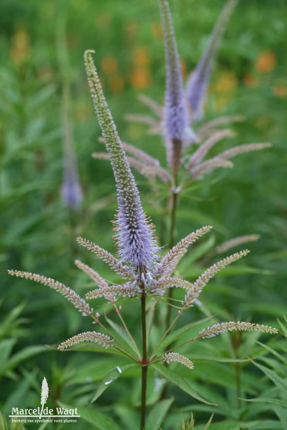 Veronicastrum virginicum Fascination