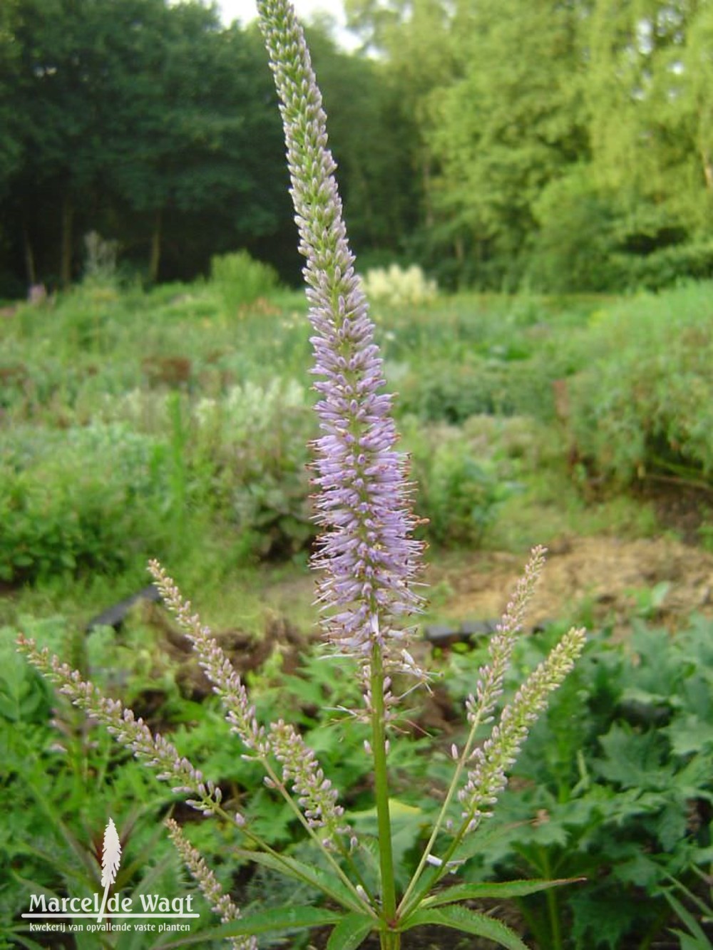 Veronicastrum virginicum Lavendelturm