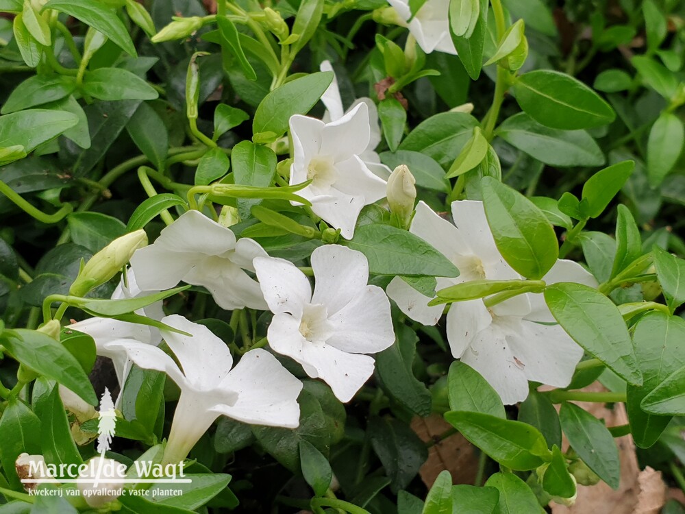 Vinca minor Elisa