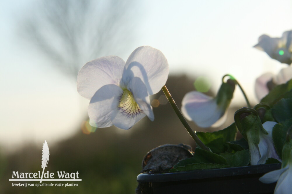 Viola sororia Albiflora