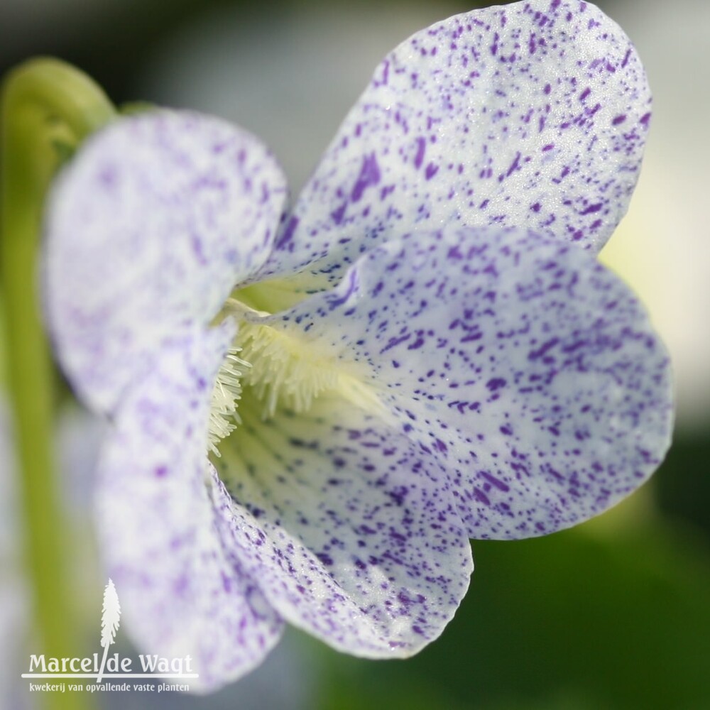 Viola sororia Freckles