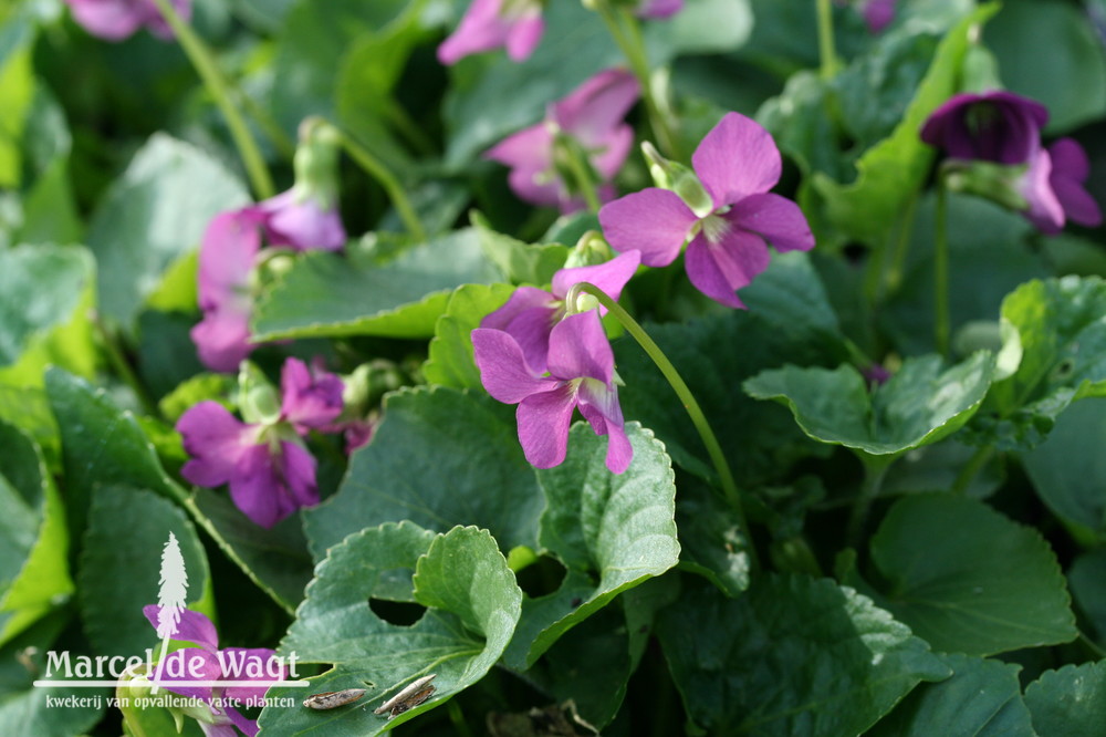 Viola sororia Red Cloud