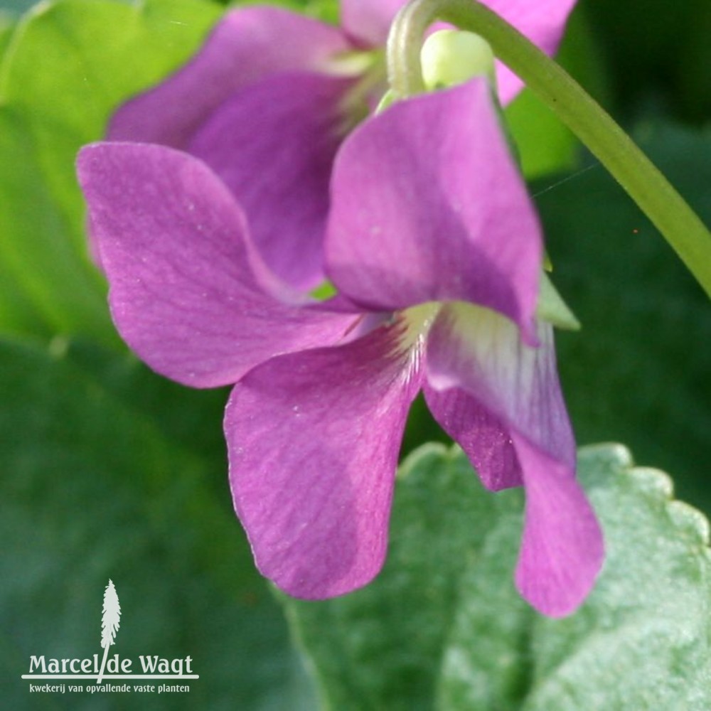 Viola sororia Rubra