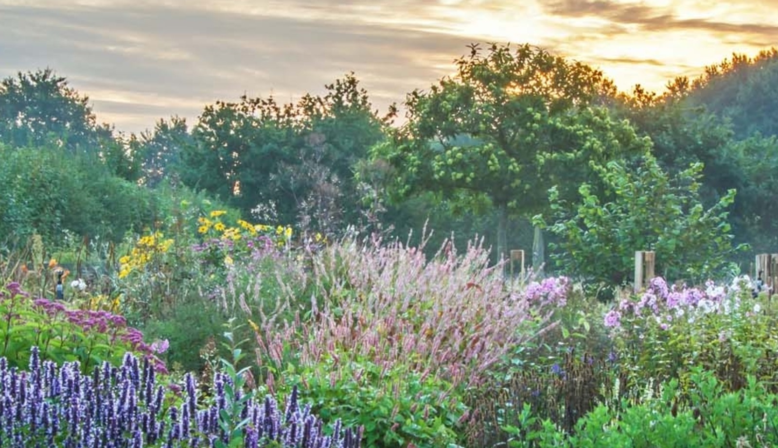 Uitgebreide collectie niet alledaagse planten bij Kwekerij van opvallende vaste planten