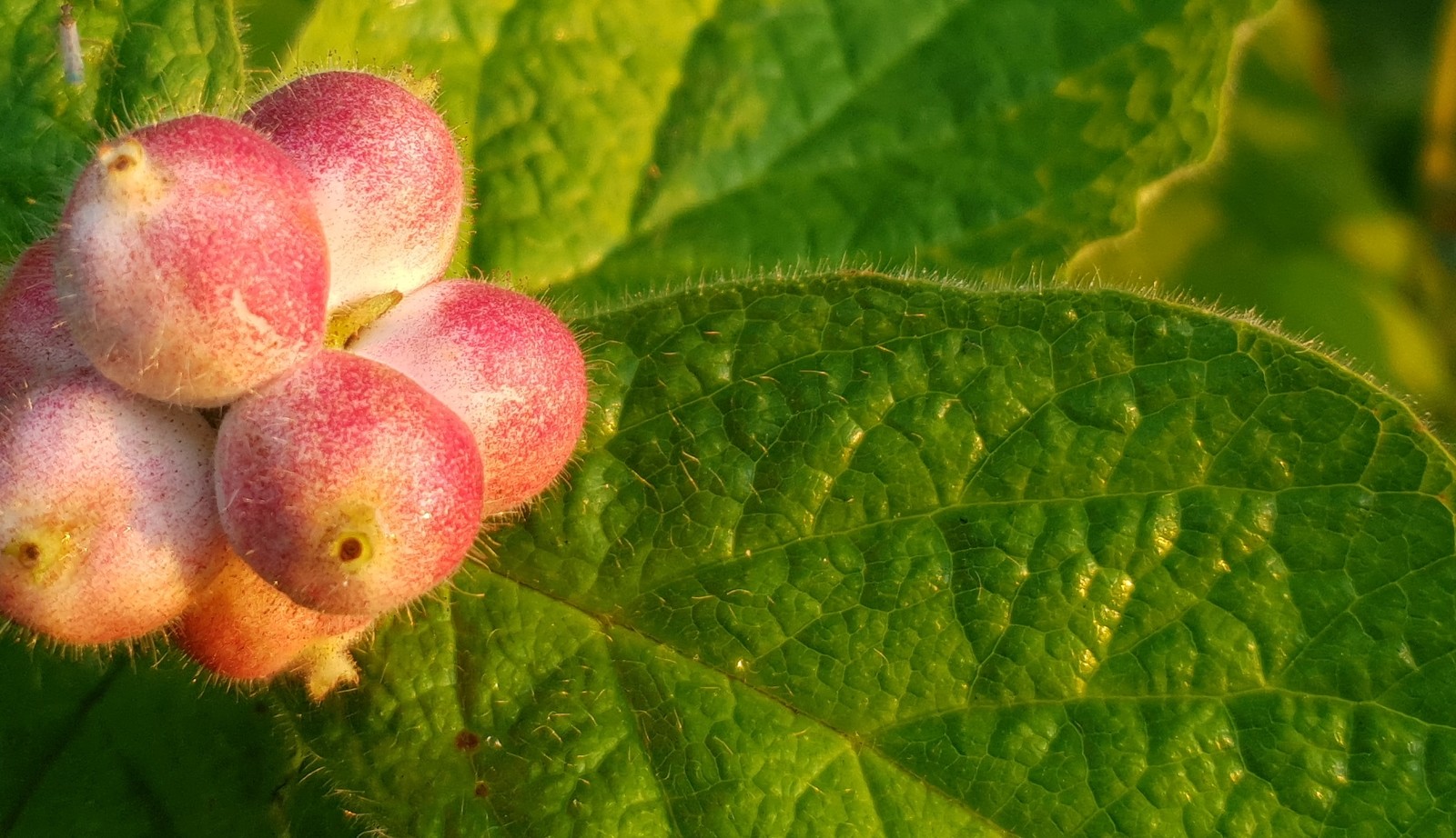 Uitgebreide collectie niet alledaagse planten bij Kwekerij van opvallende vaste planten