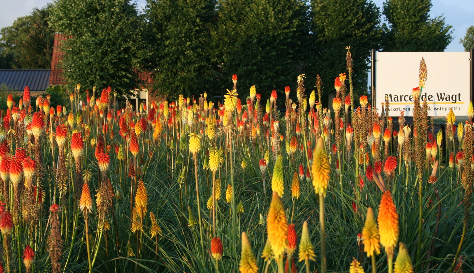 Sortiment van Marcel de Wagt - Kwekerij van opvallende vaste planten, Ven-Zelderheide