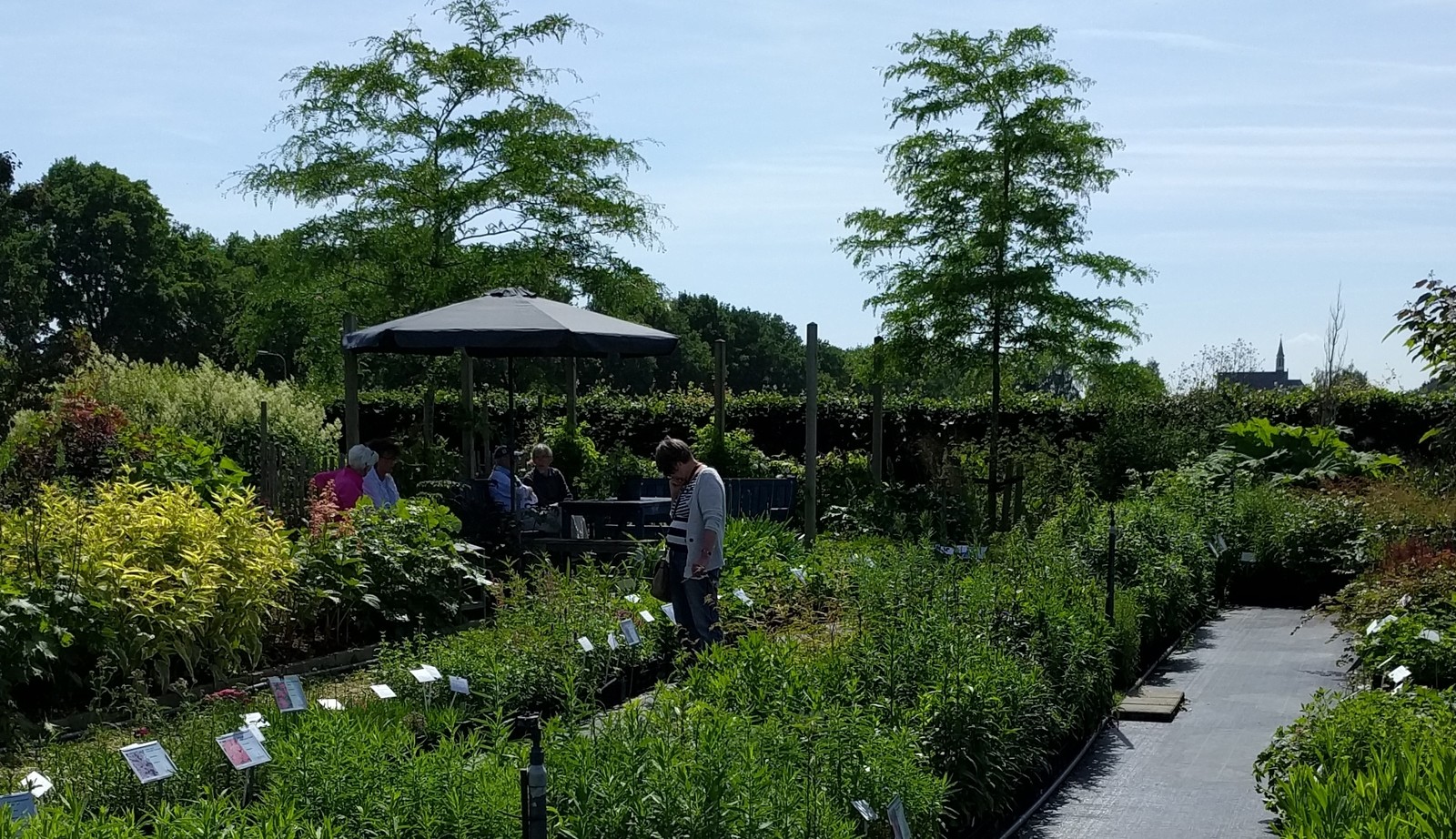 Uitgebreide collectie niet alledaagse planten bij Kwekerij van opvallende vaste planten