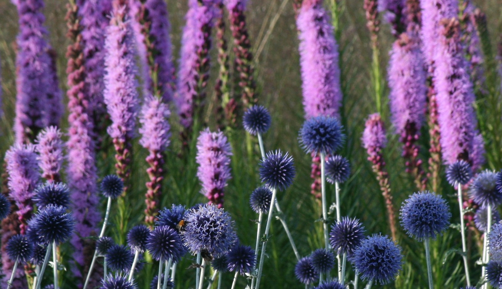 Uitgebreide collectie niet alledaagse planten bij Kwekerij van opvallende vaste planten