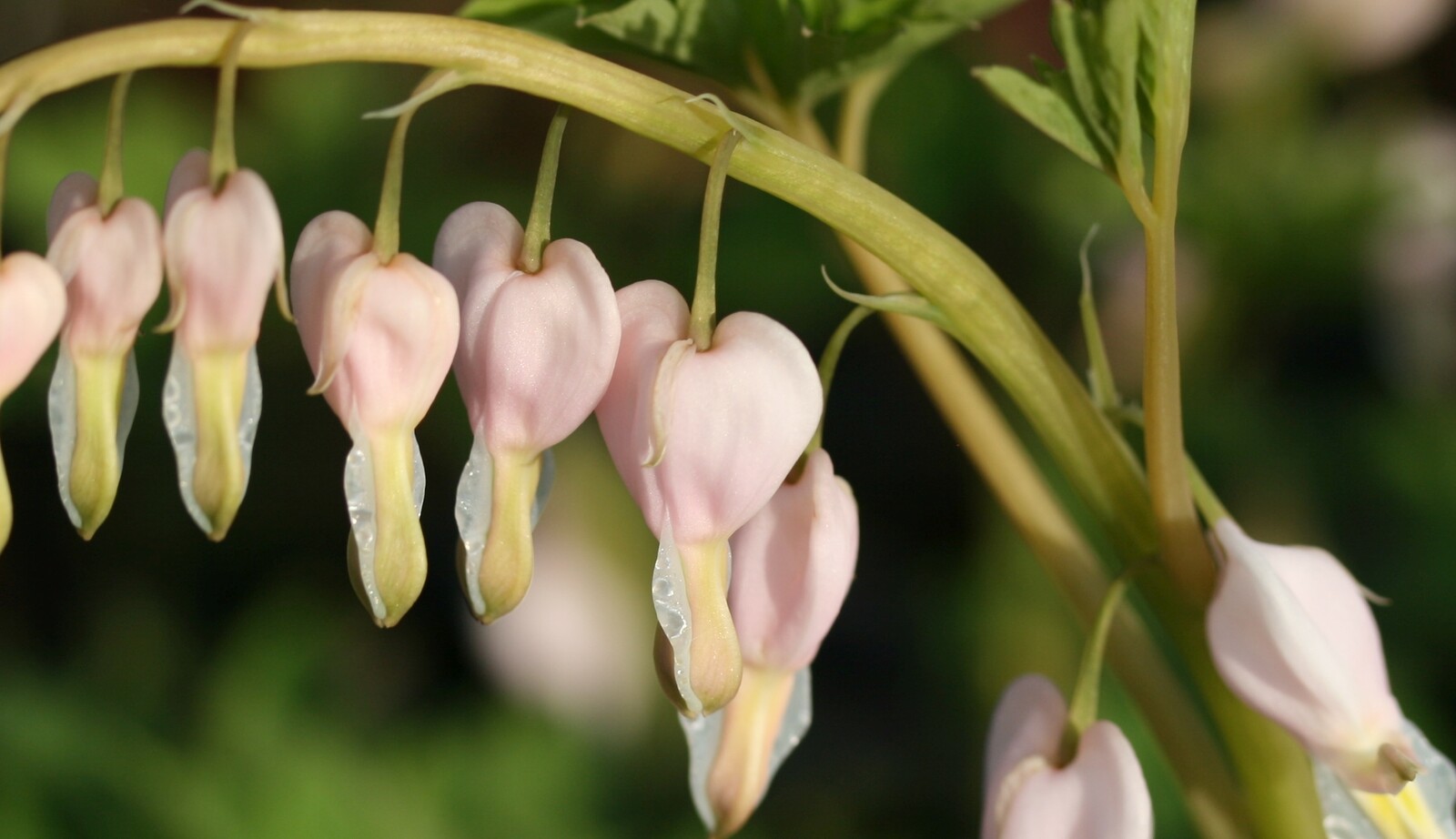 Uitgebreide collectie niet alledaagse planten bij Kwekerij van opvallende vaste planten