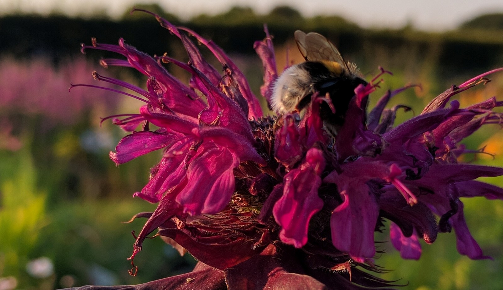 Uitgebreide collectie niet alledaagse planten bij Kwekerij van opvallende vaste planten