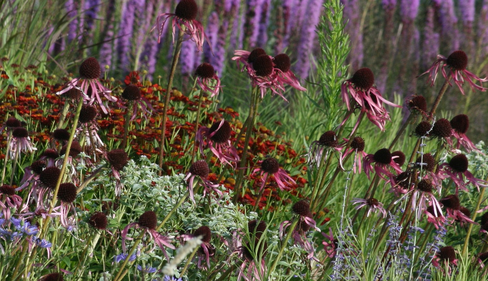 Uitgebreide collectie niet alledaagse planten bij Kwekerij van opvallende vaste planten