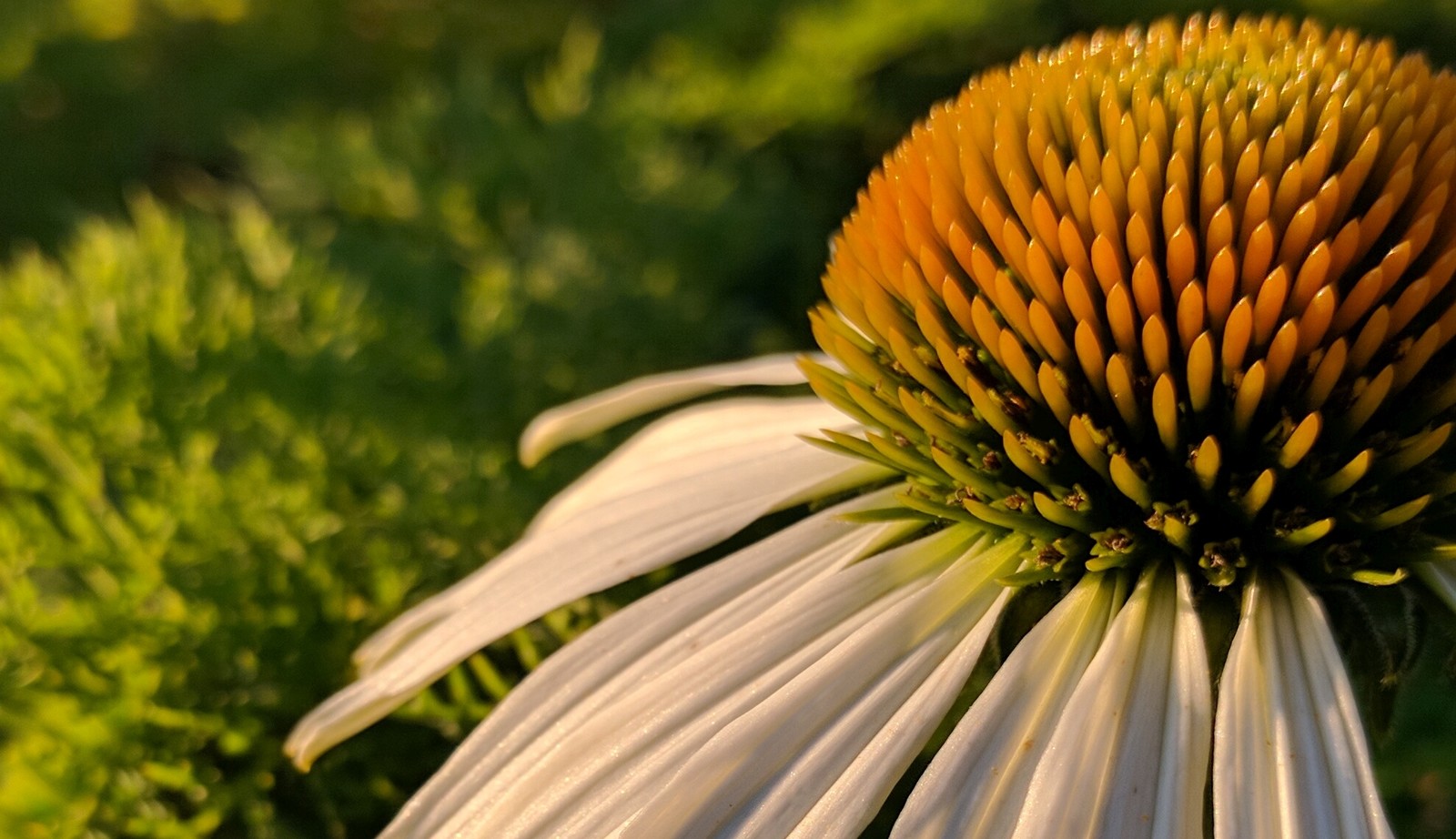 Uitgebreide collectie niet alledaagse planten bij Kwekerij van opvallende vaste planten