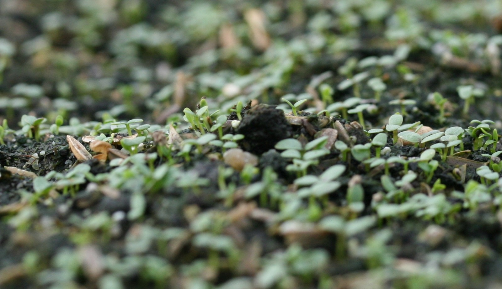 Uitgebreide collectie niet alledaagse planten bij Kwekerij van opvallende vaste planten