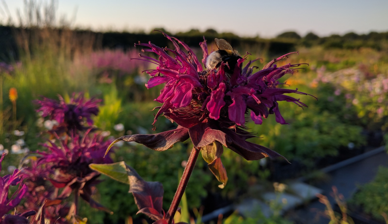 Uitgebreide collectie niet alledaagse planten bij Kwekerij van opvallende vaste planten