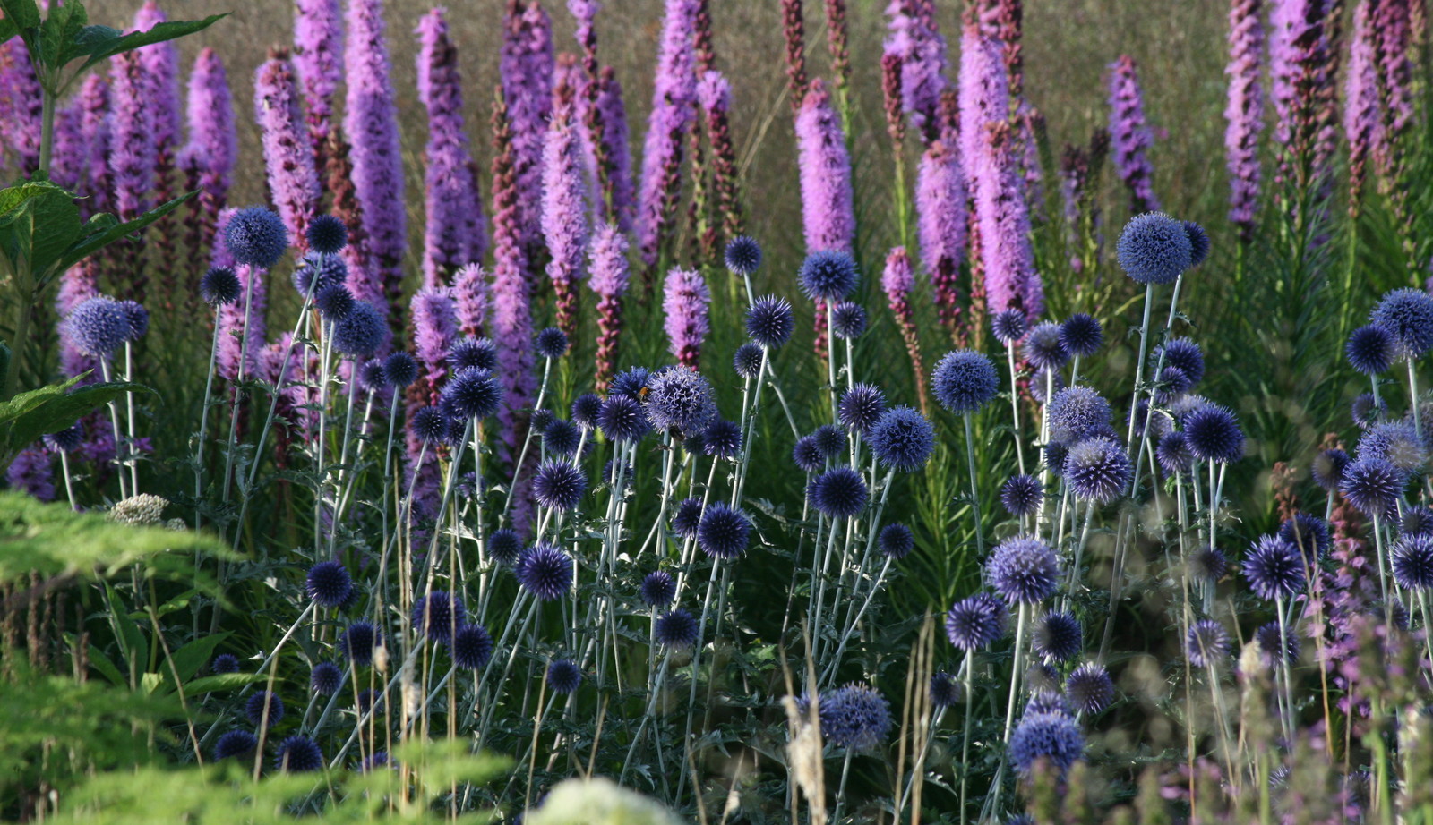 leerplan duizelig Complex Uitgebreide collectie niet alledaagse planten bij Kwekerij van opvallende  vaste planten - Kwekerij van opvallende vaste planten, Ven-Zelderheide