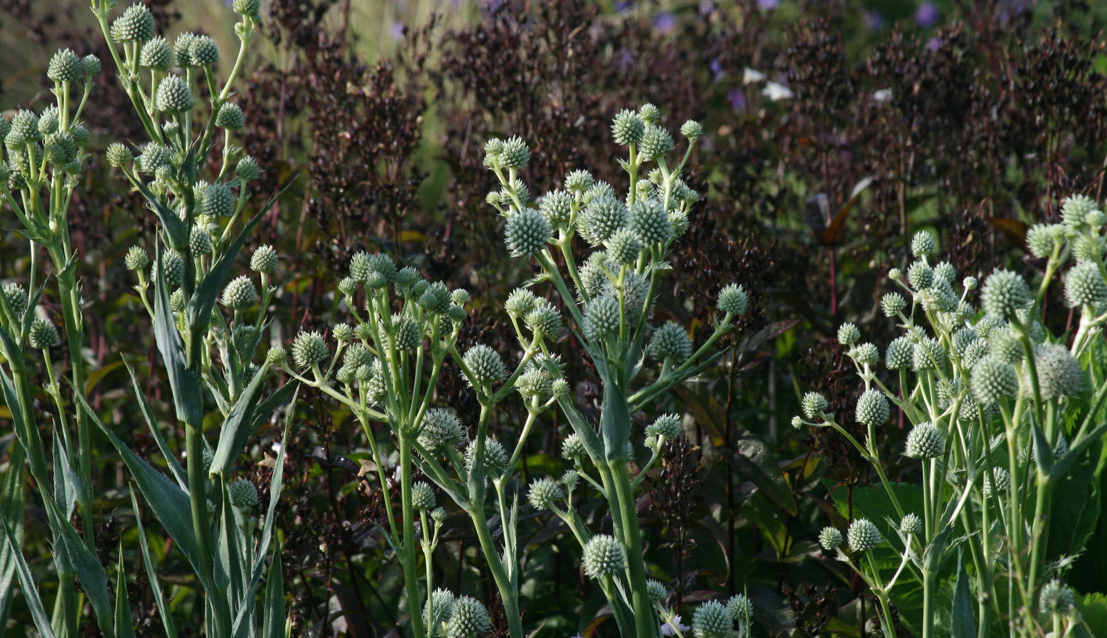 Uitgebreide collectie niet alledaagse planten bij Kwekerij van opvallende vaste planten