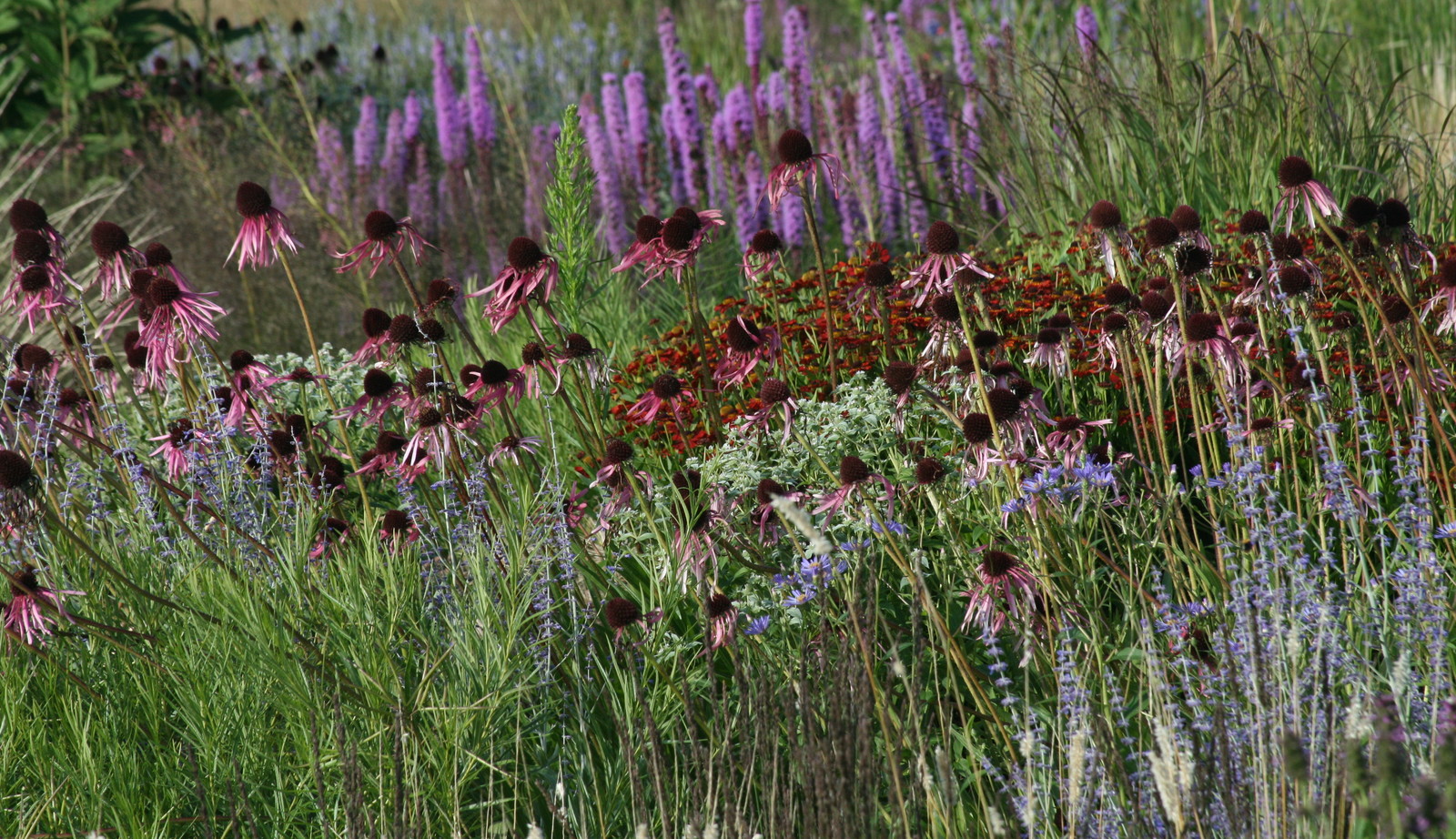 Uitgebreide collectie niet alledaagse planten bij Kwekerij van opvallende vaste planten