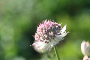 Astrantia